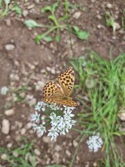 butterfly on a white flower