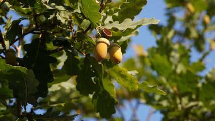 The acorn or oaknut, on a branch of oak tree with and green leaves