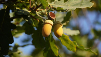 The acorn or oaknut, on a branch of oak tree with and green leaves © Natalia Hanin