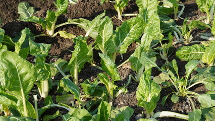 Image of Silverbeet field.  Silverbeet or Swiss chard growing in vegetable garden.