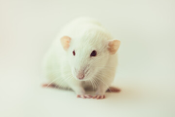 White rat dumbo with red eyes on white background. Laboratory rodent.