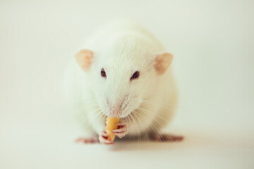 White rat dumbo with red eyes eating cheese. Laboratory rodent