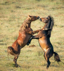 Two Kaimanawa wild horses fighting on the green hills of mountain ranges. Vertical format.