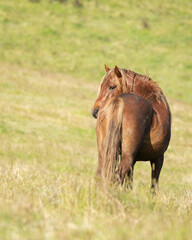 Kaimanawa wild horse standing among grasses. New Zealand. Vertical format.