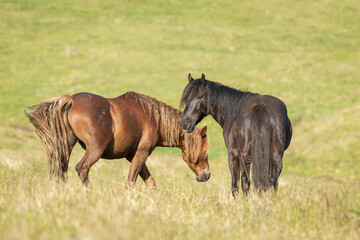 Kaimanawa wild horses standing on the green hills of mountain ranges. New Zealand.