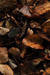 wet brown autumn leaves background