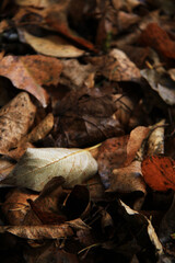 wet brown autumn leaves background