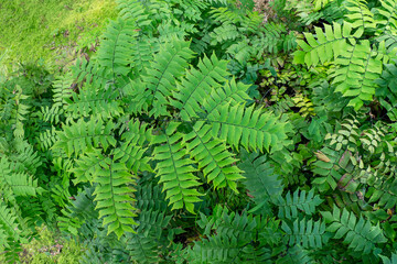Giant maidenhair fern in natura