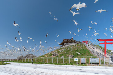 【青森県八戸市蕪島】蕪島は国の天然記念物「蕪島ウミネコ繁殖地」に指定されている。一斉に飛び立ち乱舞するウミネコ