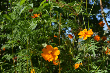 The sunlit orange flowers of the cosmos sulphureus look like fluttering butterflies amid dense garden greenery. Great summer photography.