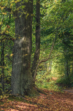 Bajkowy las. Leśna dróżka w lesie. Leśna dróżka w bajkowym lesie. Początek jesieni. Leśna dróżka pokrtya jesiennymi liścmi. © Arkadiusz Baczyk