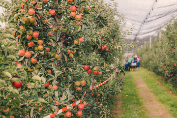 Steinsel, Luxembourg-September 2022: Collecting fresh apples from trees in a farm