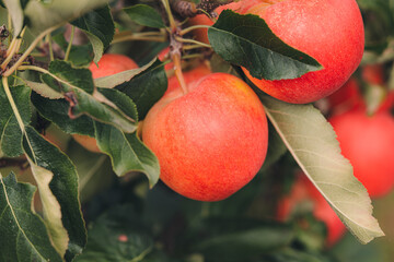 Fresh Gala type apples on the tree in a farm