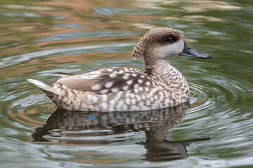 Marbled duck, or marbled Teal, Marmaronetta angustirostris, swimming on a lake.