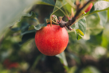 Fresh Gala type apples on the tree in a farm