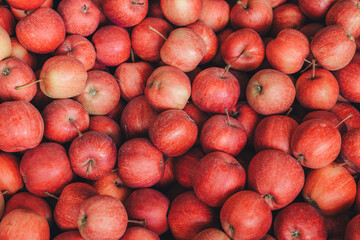Steinsel, Luxembourg-September 2022: Collecting fresh apples from trees in a farm