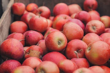 Steinsel, Luxembourg-September 2022: Collecting fresh apples from trees in a farm