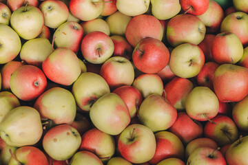 Box full of freshly collected apples from trees in a farm