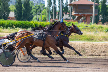 Horses trotter breed in motion at the hippodrome. Harness horse racing. A moment before the finish line. Striving to victory.