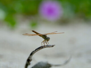 Libelle close up