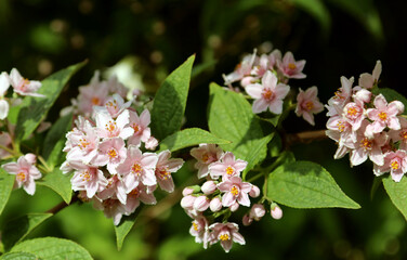 shrub deutzia