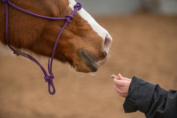 Treats for the horse. The rider gives the horse a treat. Work reward.