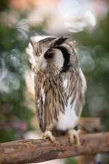 Close-up of a white-faced owl standing on a log.