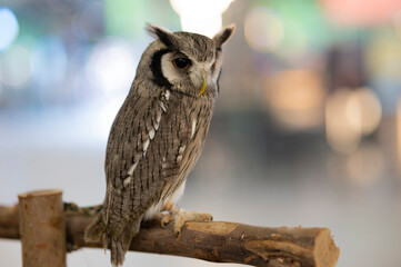 Animal, Portrait of an Eagle Owl Bubo bubo