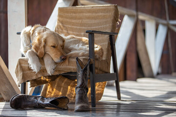 The golden retriever is lying on a chair with a bedspread. Cowboy boots on the terrace of the...