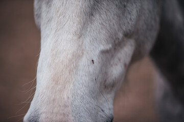 A mosquito bites an animal. A mosquito sits on a horse's nose.