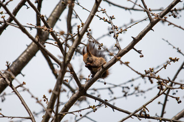 Wild black squirrel on the tree, Ukraine. Sciurus niger (fox squirrel) sits on a cherry branch and eats. Bottom view.
