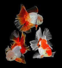 Gold fish isolated a  background