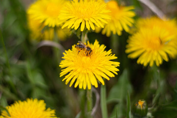 A honey bee collects pollen from yellow wildflowers. A bee in a field of dandelions. Forbs.