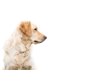 Young Golden Retriever isolated on a white background with space for advertising text. Portrait of a purebred dog in profile.