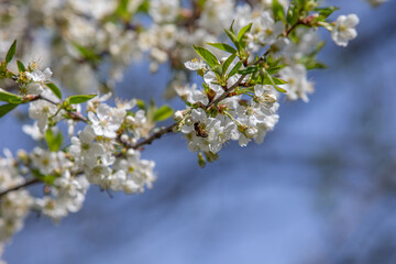 A bee collects pollen from cherry blossoms. Blooming cherry branches in the garden. White flowers against the sky.