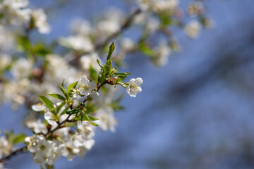 Cherry branches against the sky. Blooming garden with white flowers.