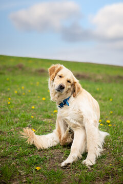 Adult golden retriever itches on a walk. Brown young dog in the backyard on a summer sunny day. Scratching pet, vertical photo.