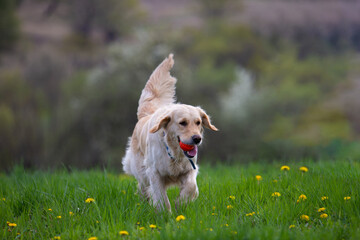 A young dog plays with an orange ball in the park. A happy golden retriever runs through a flower field.
