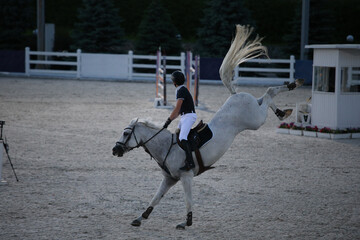 A gray horse in a show jumping competition kicks and bucking. Sports horse and rider at the...