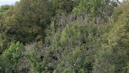Drone shot moving forwards towards a  canopy of Ash trees with signs of the disease Ash Die Back in the UK