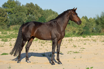 Fototapeta na wymiar Thoroughbred bay horse posing on a sandy beach. A young stallion without ammunition.