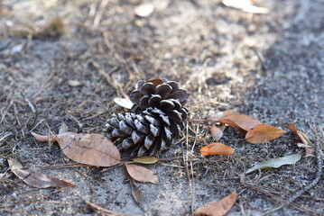 pine cones