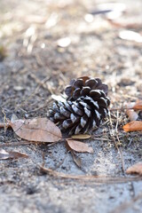 pine cones