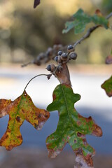 leaf on vine