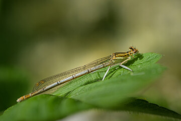 A common winter damselfly resting on a leaf