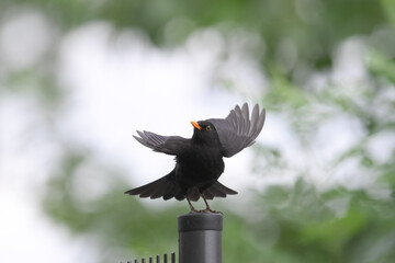 A male blackbird taking off a fence