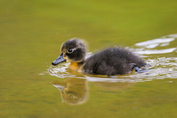 A young mallard swimming on a pond