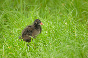 A juvenile Common moorhen walking on a meadow