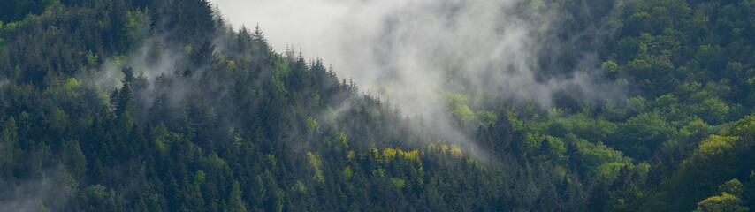 Amazing mystical rising fog forest trees landscape in black forest ( Schwarzwald ) Germany panorama banner - Dark mood