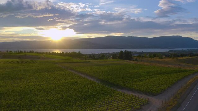 Drone view descends next to wineries as the golden hour sun sets behind the mountains across the Okanagan Lake. A white SUV drives past camera during descent.